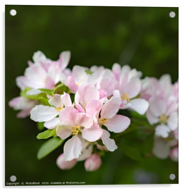 Apple Blossom Acrylic by  Photofloret