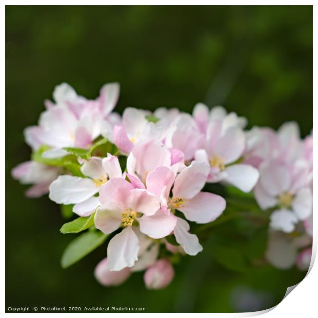 Apple Blossom Print by  Photofloret