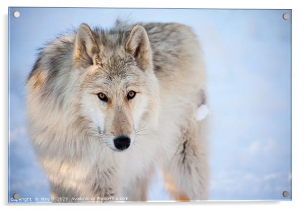Wolf outdoor in winter season Acrylic by Miro V