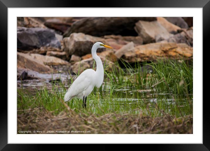 Great egret standing  in ocean water looking for f Framed Mounted Print by Miro V