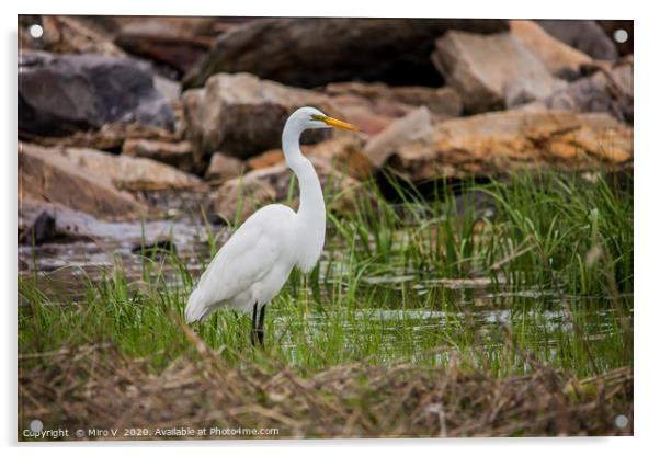 Great egret standing  in ocean water looking for f Acrylic by Miro V