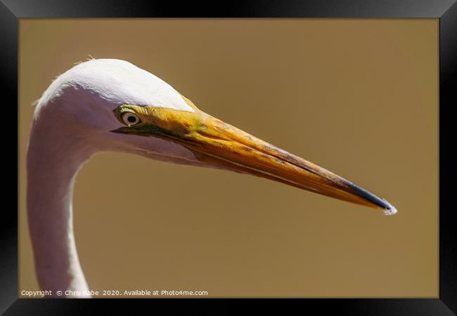 Great White Egret close-up portrait Framed Print by Chris Rabe