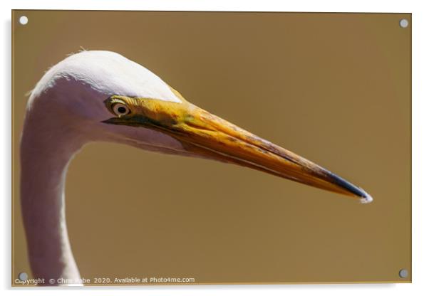 Great White Egret close-up portrait Acrylic by Chris Rabe