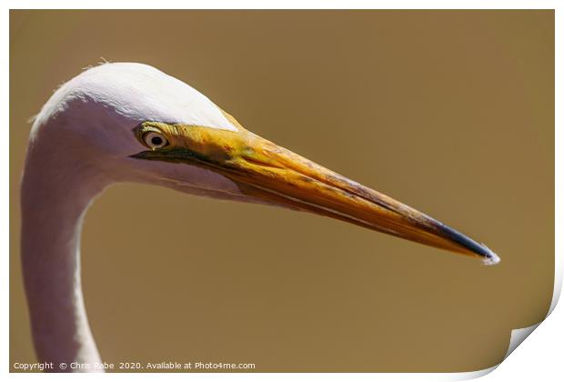 Great White Egret close-up portrait Print by Chris Rabe