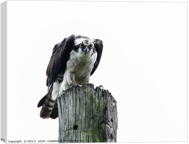 Osprey sitting on utility post with white sky Canvas Print by Miro V