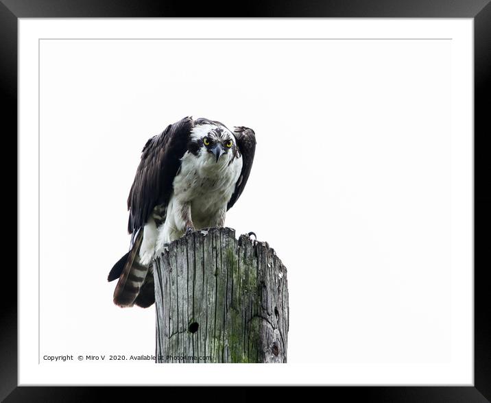 Osprey sitting on utility post with white sky Framed Mounted Print by Miro V