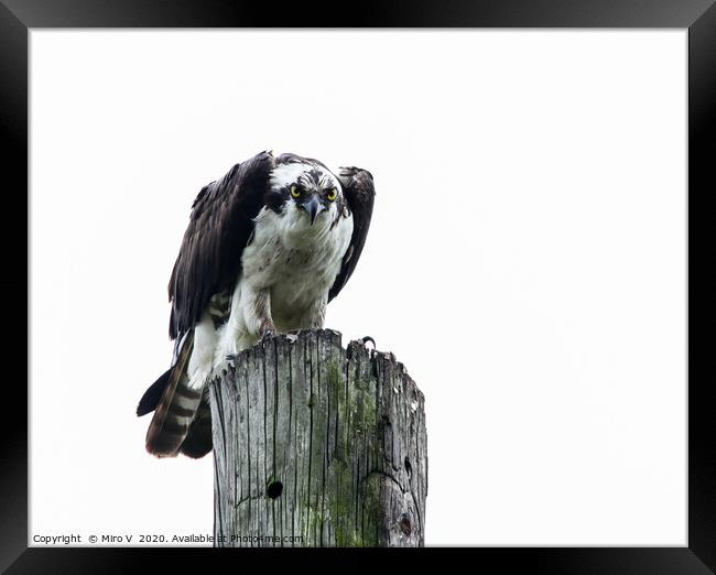 Osprey sitting on utility post with white sky Framed Print by Miro V