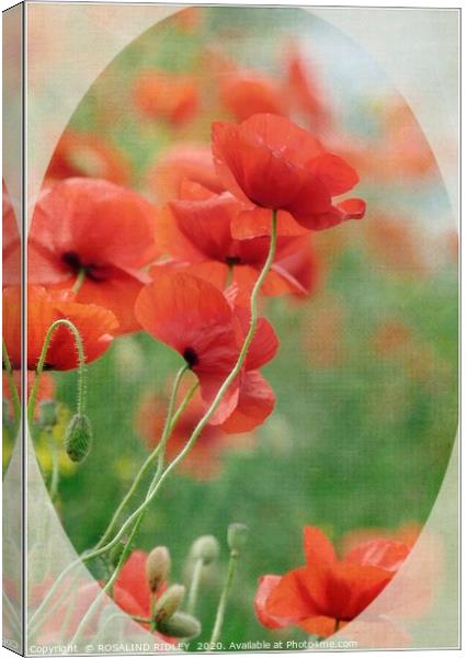 "Poppy memories" Canvas Print by ROS RIDLEY
