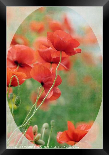 "Poppy memories" Framed Print by ROS RIDLEY