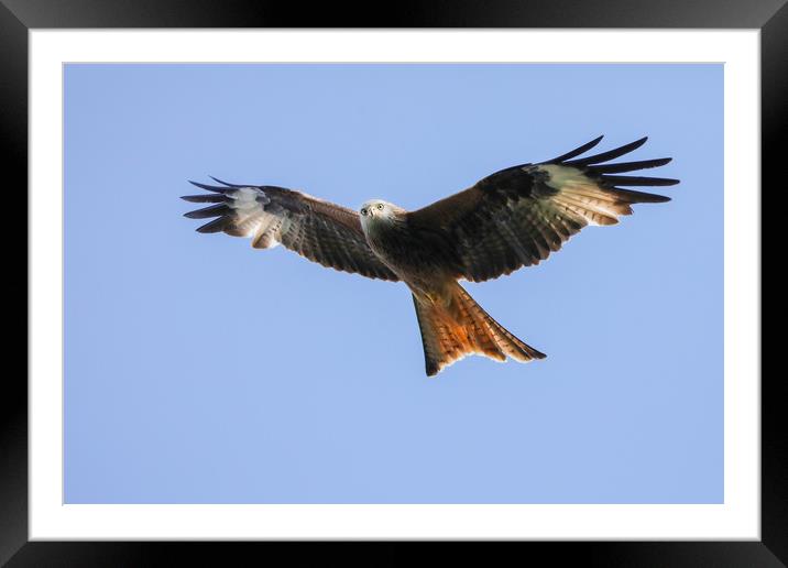 Majestic Red Kite Soaring Framed Mounted Print by Simon Marlow