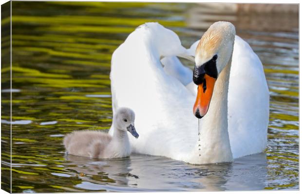 Graceful Love on the Water Canvas Print by Simon Marlow