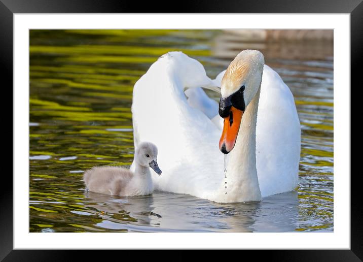 Graceful Love on the Water Framed Mounted Print by Simon Marlow