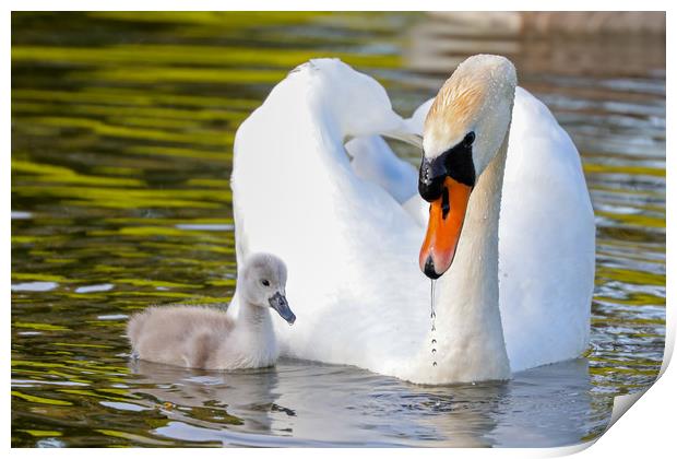 Graceful Love on the Water Print by Simon Marlow