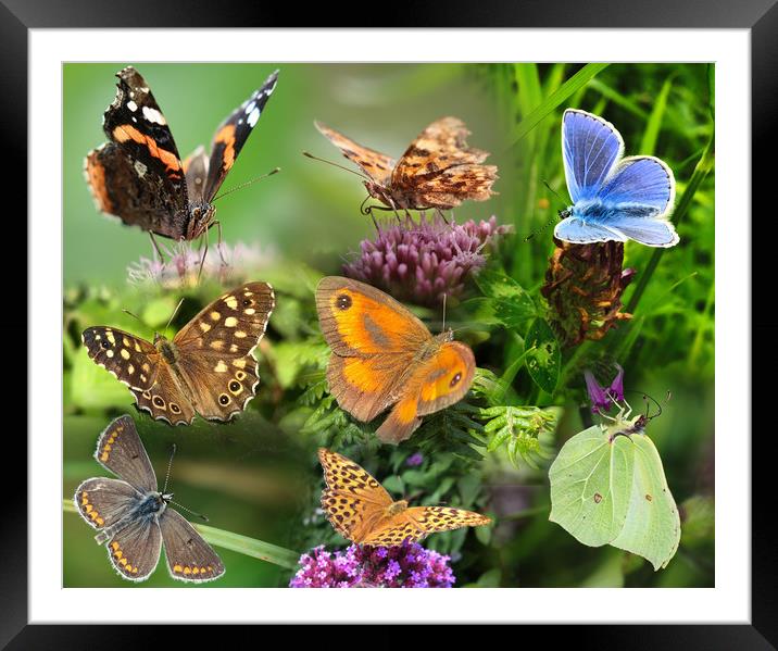 British Butterflies A Flurry of Color and Beauty Framed Mounted Print by Simon Marlow