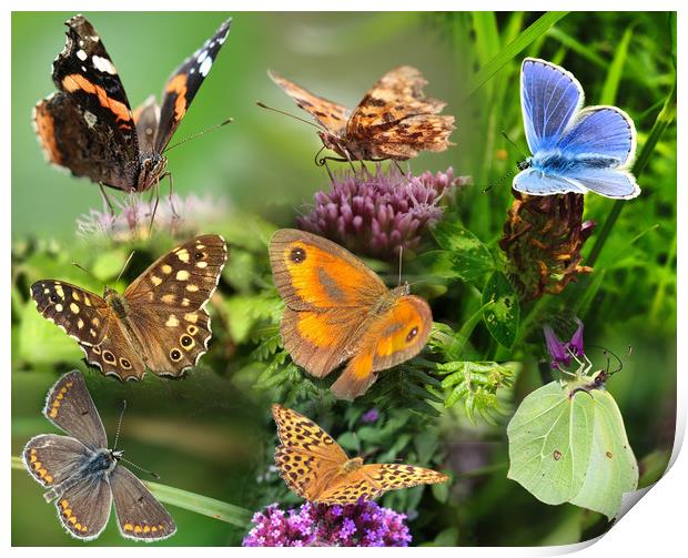 British Butterflies A Flurry of Color and Beauty Print by Simon Marlow
