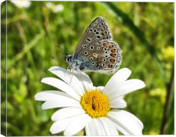 British Blue Butterfly on an ox-eye daisy Canvas Print by Simon Marlow