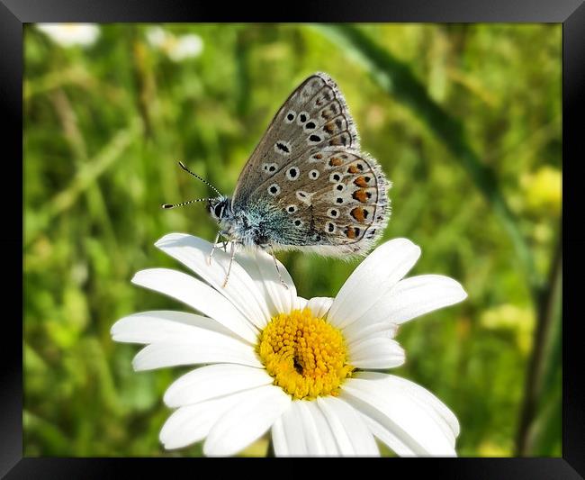 British Blue Butterfly on an ox-eye daisy Framed Print by Simon Marlow