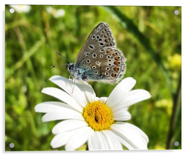 British Blue Butterfly on an ox-eye daisy Acrylic by Simon Marlow