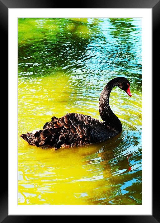 The Black Swan Framed Mounted Print by stephen walton