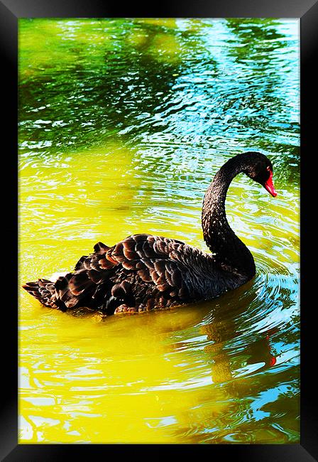 The Black Swan Framed Print by stephen walton