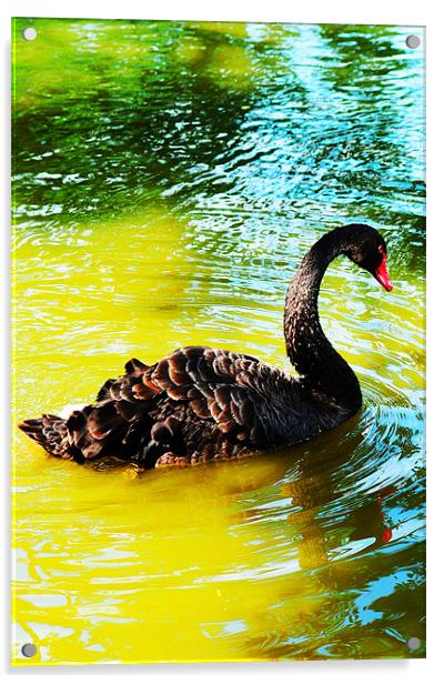 The Black Swan Acrylic by stephen walton