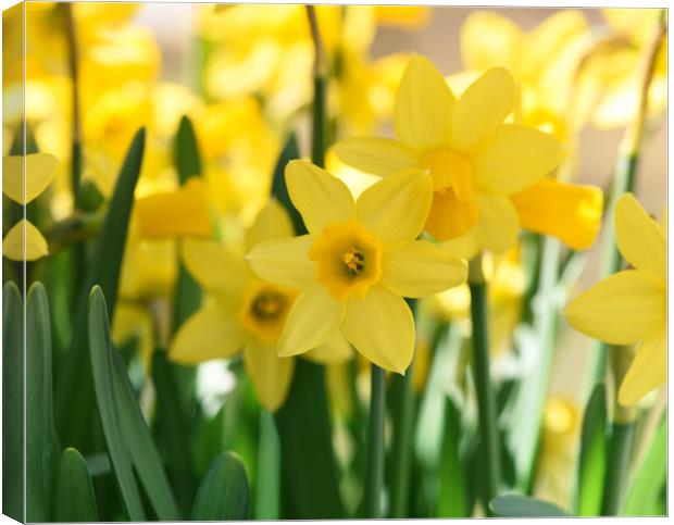 Beautiful display of Spring Daffodils Canvas Print by Simon Marlow