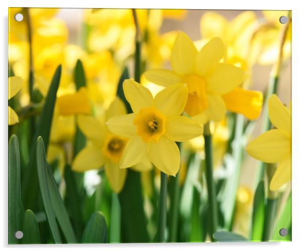 Beautiful display of Spring Daffodils Acrylic by Simon Marlow