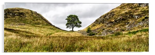 Sycamore Gap Acrylic by Northeast Images