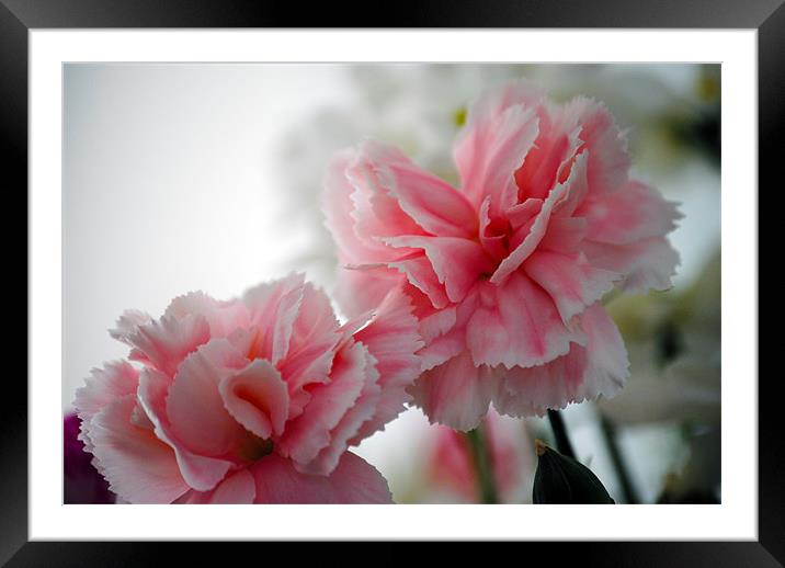 In the Pink Framed Mounted Print by Steve Ward