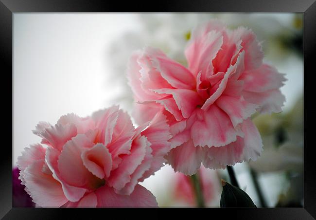 In the Pink Framed Print by Steve Ward