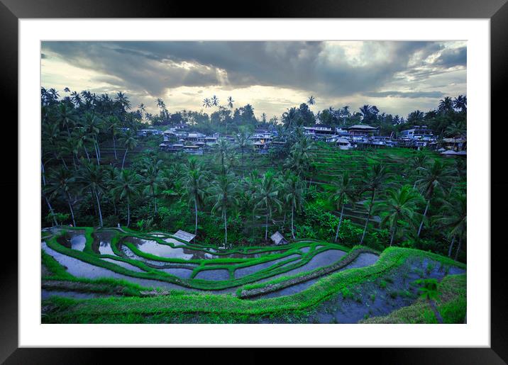  Tegallalang rice teracces In Bali, Indonesia Framed Mounted Print by federico stevanin