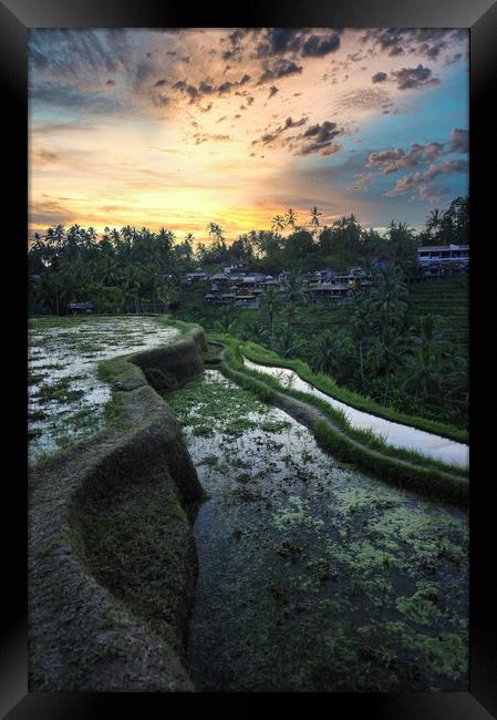 Tegallalang rice teracces In Bali, Indonesia Framed Print by federico stevanin