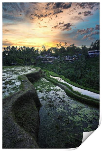 Tegallalang rice teracces In Bali, Indonesia Print by federico stevanin