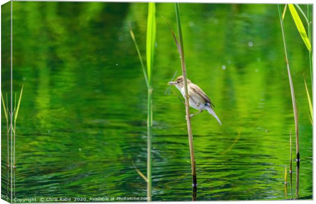 Eurasian Reed Warbler with damselfly Canvas Print by Chris Rabe