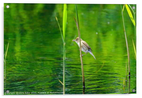 Eurasian Reed Warbler with damselfly Acrylic by Chris Rabe