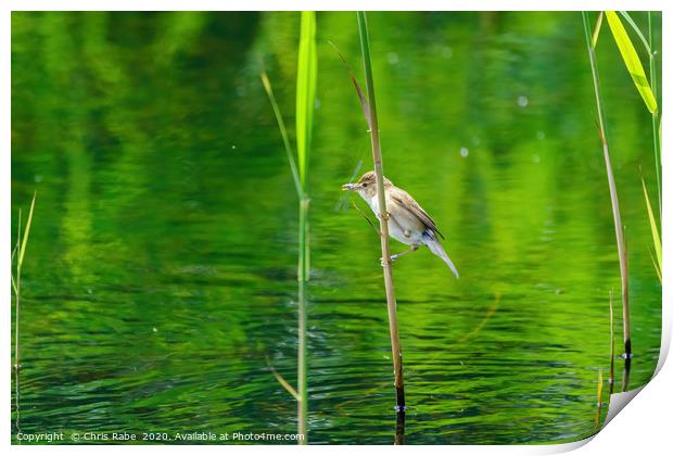 Eurasian Reed Warbler with damselfly Print by Chris Rabe
