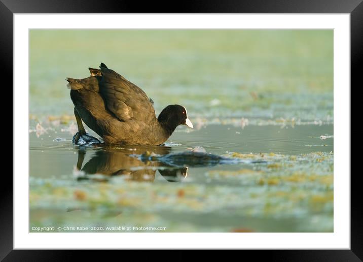 Coot  climbing into waters of a small lake Framed Mounted Print by Chris Rabe