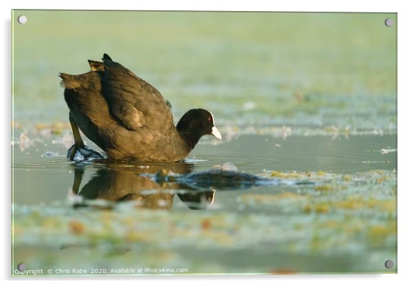 Coot  climbing into waters of a small lake Acrylic by Chris Rabe