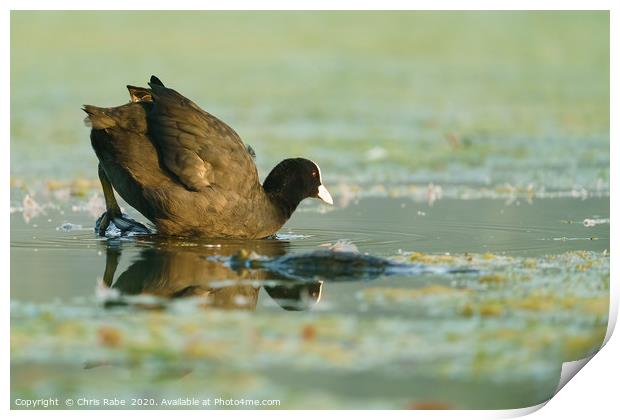 Coot  climbing into waters of a small lake Print by Chris Rabe