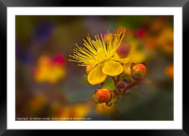 Arty Hypericum Framed Mounted Print by Martyn Arnold