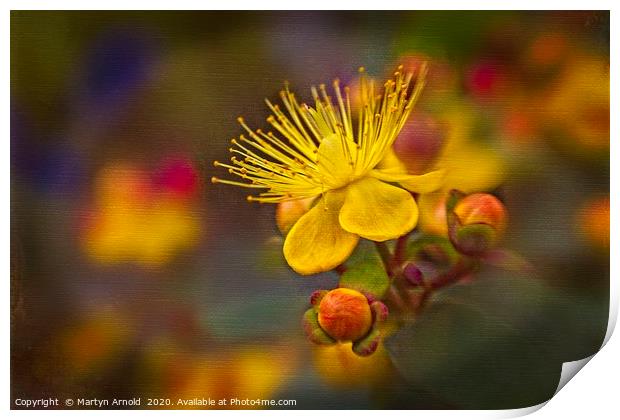 Arty Hypericum Print by Martyn Arnold