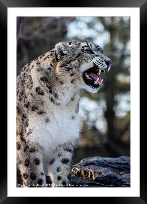 Snow Leopard  Framed Mounted Print by Miro V