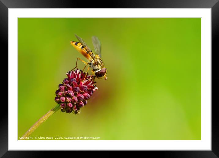 Hoverfly  Framed Mounted Print by Chris Rabe