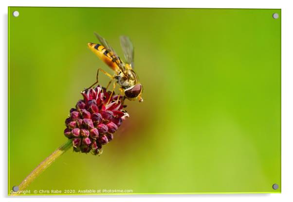 Hoverfly  Acrylic by Chris Rabe