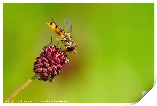 Hoverfly  Print by Chris Rabe