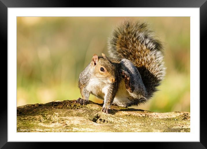Gray Squirrel having a good scratch Framed Mounted Print by Chris Rabe