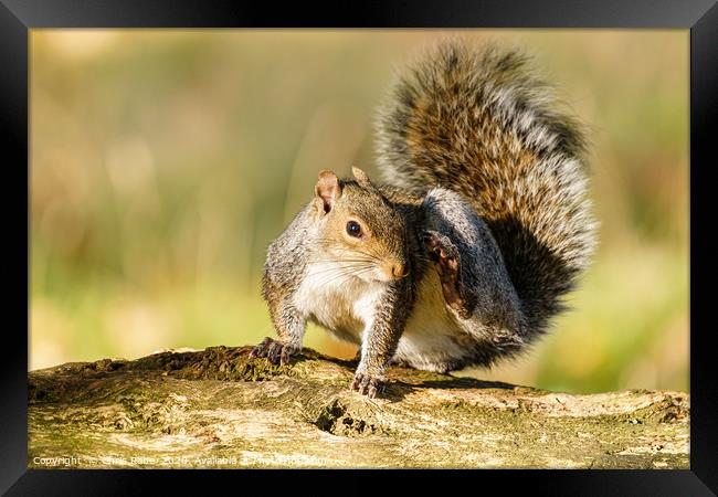 Gray Squirrel having a good scratch Framed Print by Chris Rabe