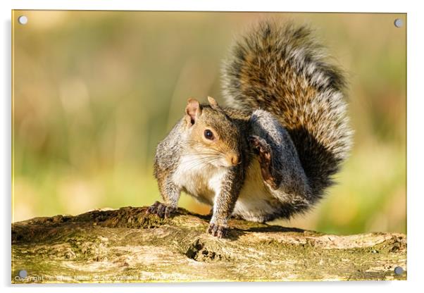 Gray Squirrel having a good scratch Acrylic by Chris Rabe