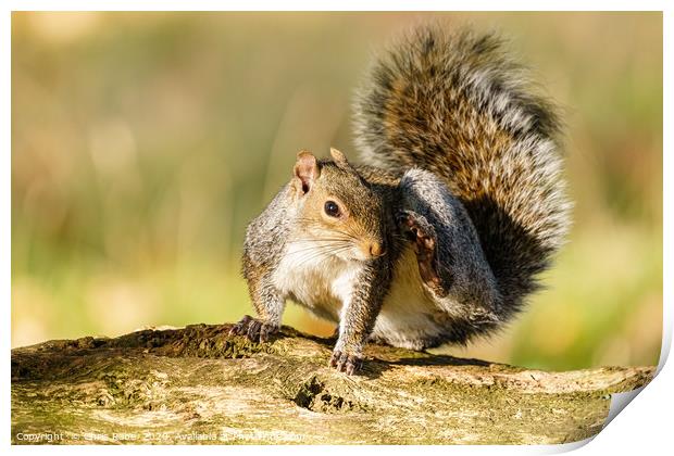 Gray Squirrel having a good scratch Print by Chris Rabe