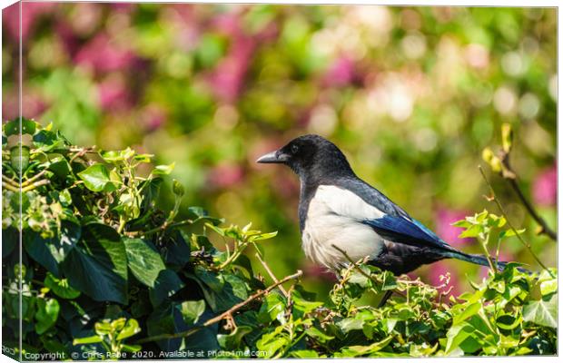Eurasian Magpie sitting on an ivy hedge Canvas Print by Chris Rabe